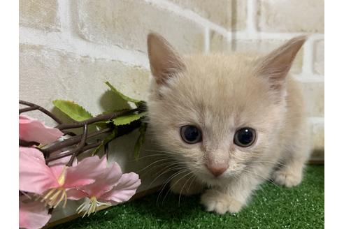 成約済の埼玉県のスコティッシュフォールド-13613の11枚目