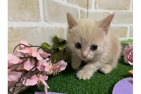 成約済の埼玉県のスコティッシュフォールド-13613の10枚目