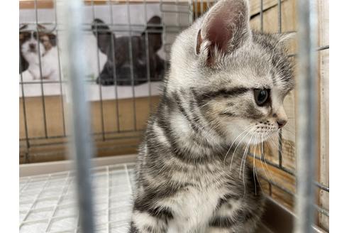 成約済の山梨県のアメリカンショートヘア-13693の3枚目