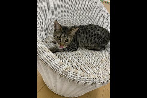 成約済の北海道のサバンナキャット-12487の7枚目