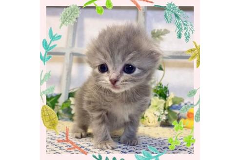 成約済の大阪府のスコティッシュフォールド-13712