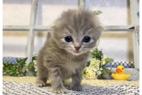 成約済の大阪府のスコティッシュフォールド-13712の6枚目