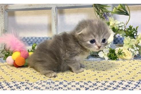 成約済の大阪府のスコティッシュフォールド-13712の4枚目