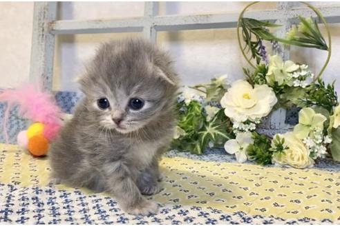 成約済の大阪府のスコティッシュフォールド-13712の2枚目