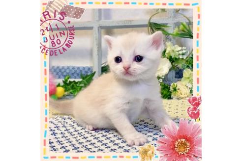 成約済の大阪府のスコティッシュフォールド-13713の6枚目