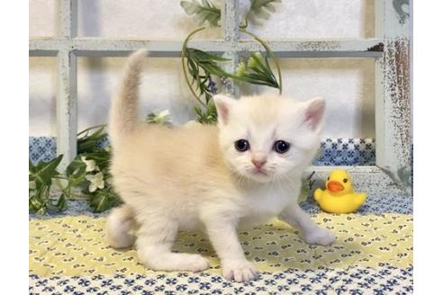 成約済の大阪府のスコティッシュフォールド-13713の4枚目