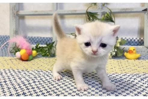 成約済の大阪府のスコティッシュフォールド-13713の3枚目