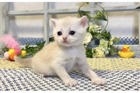 成約済の大阪府のスコティッシュフォールド-13713の2枚目