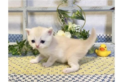 成約済の大阪府のスコティッシュフォールド-13713の1枚目