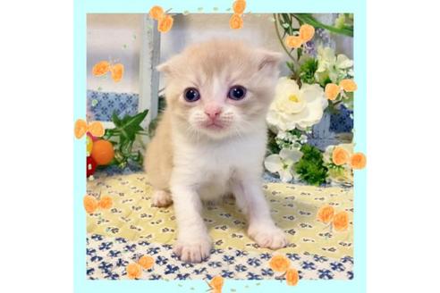 成約済の大阪府のスコティッシュフォールド-13714の1枚目