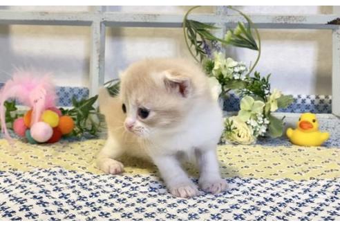 成約済の大阪府のスコティッシュフォールド-13714の5枚目