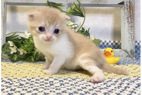 成約済の大阪府のスコティッシュフォールド-13714の4枚目