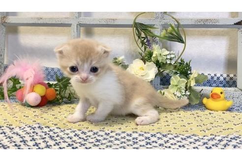 成約済の大阪府のスコティッシュフォールド-13714の2枚目