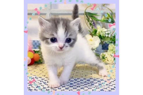 成約済の大阪府のスコティッシュフォールド-13715の1枚目