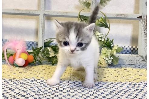 成約済の大阪府のスコティッシュフォールド-13715の5枚目