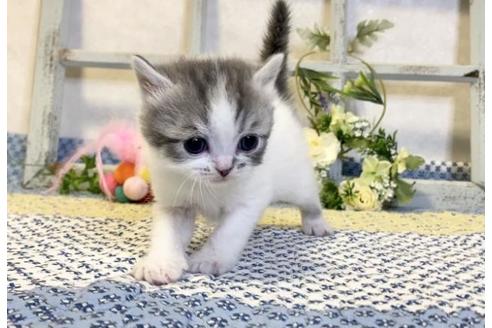 成約済の大阪府のスコティッシュフォールド-13715の4枚目