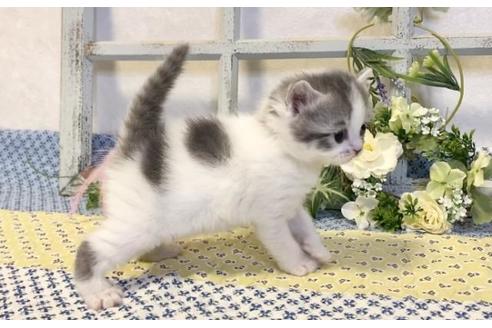 成約済の大阪府のスコティッシュフォールド-13715の3枚目