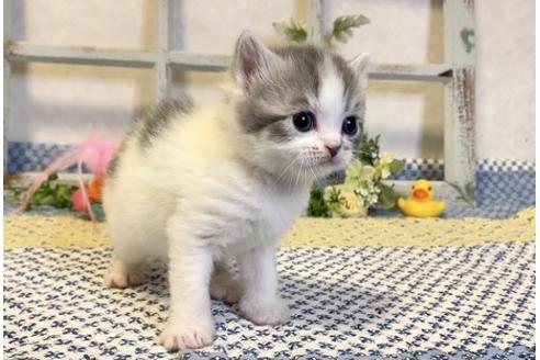 成約済の大阪府のスコティッシュフォールド-13715の2枚目