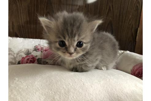 広島県のマンチカン 女の子 21 02 12生まれ ブルースモーク 子猫id 子猫ブリーダーナビ