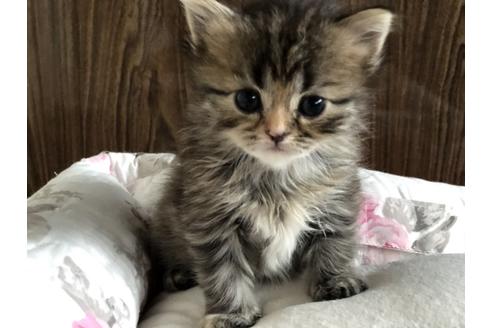 成約済の広島県のマンチカン-13717の4枚目