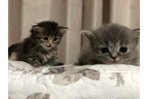 成約済の広島県のマンチカン-13717の2枚目