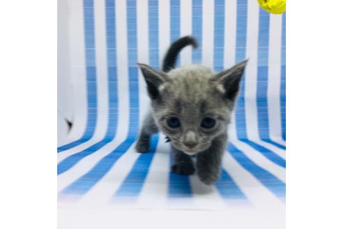 大阪府のロシアンブルー 男の子 21 02 08生まれ グレー 子猫id 子猫ブリーダーナビ 大阪府のロシアンブルー 男の子 21 02 08生まれ グレー 子猫id 子猫ブリーダーナビ