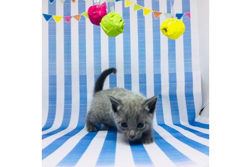 子猫ブリーダーナビ