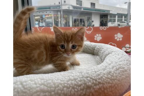 成約済の京都府のマンチカン-13736の2枚目