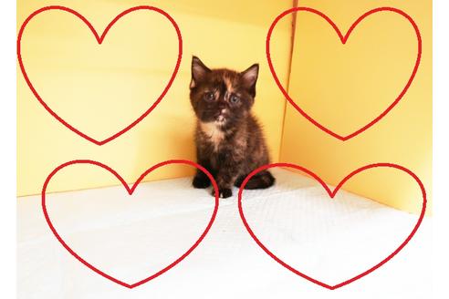 成約済の東京都のスコティッシュフォールド-13755の1枚目