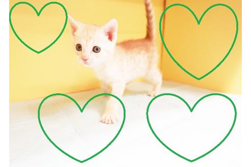 成約済の東京都のマンチカン-13756の1枚目