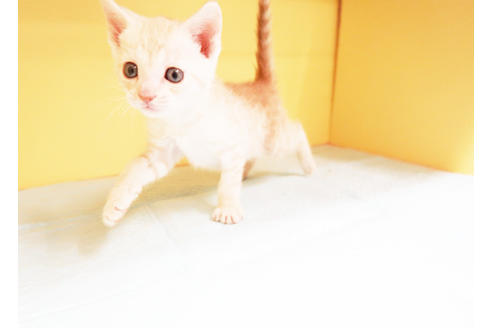 成約済の東京都のマンチカン-13756の2枚目