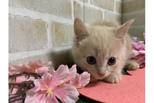 成約済の埼玉県のスコティッシュフォールド-13613の5枚目