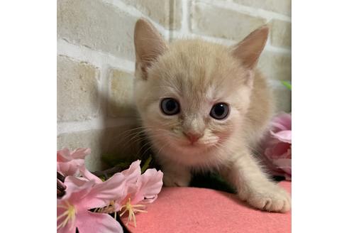 成約済の埼玉県のスコティッシュフォールド-13610の1枚目