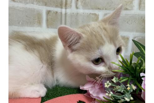 成約済の埼玉県のスコティッシュフォールド-13508の3枚目