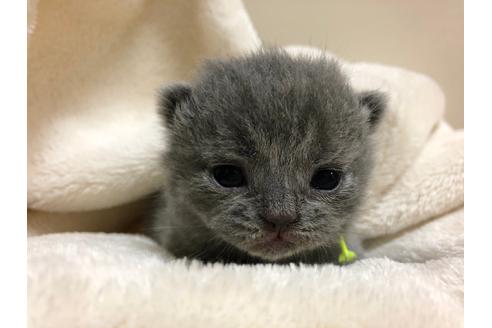 成約済の千葉県のブリティッシュショートヘア-13767の4枚目