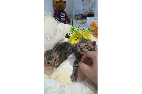 成約済の広島県のベンガル-13778の4枚目