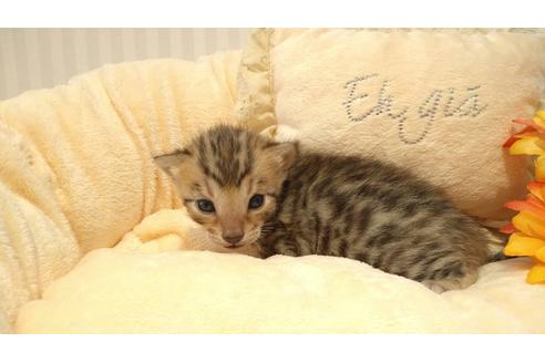 成約済の広島県のベンガル-13787の4枚目