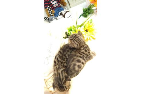 成約済の広島県のベンガル-13787の2枚目