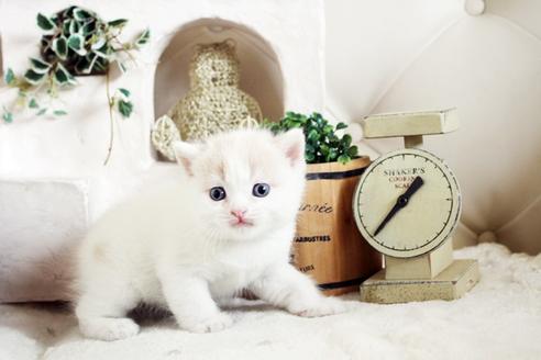 成約済の佐賀県のスコティッシュフォールド-13788の1枚目