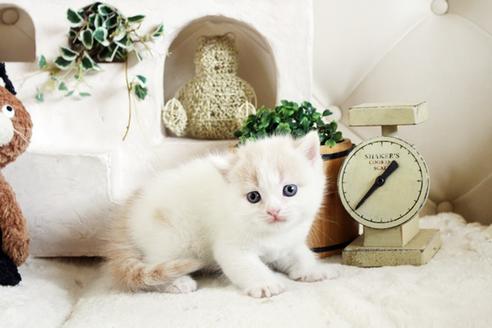 成約済の佐賀県のスコティッシュフォールド-13788の5枚目