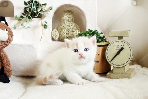 成約済の佐賀県のスコティッシュフォールド-13788の4枚目