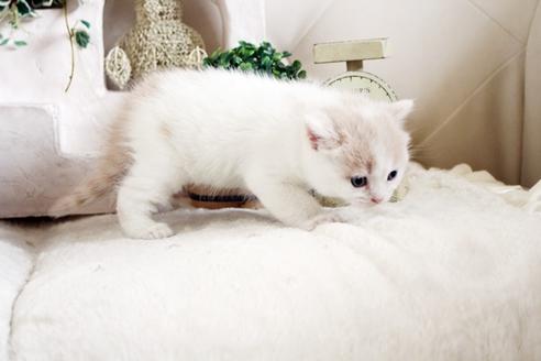 成約済の佐賀県のスコティッシュフォールド-13788の3枚目