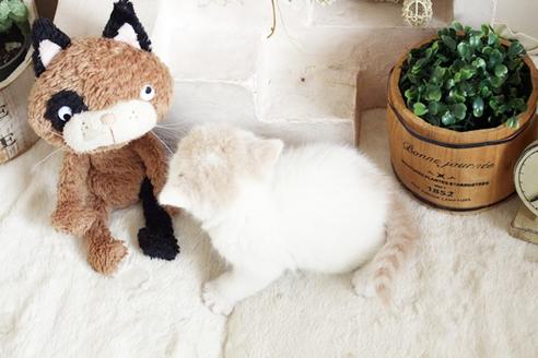 成約済の佐賀県のスコティッシュフォールド-13788の2枚目