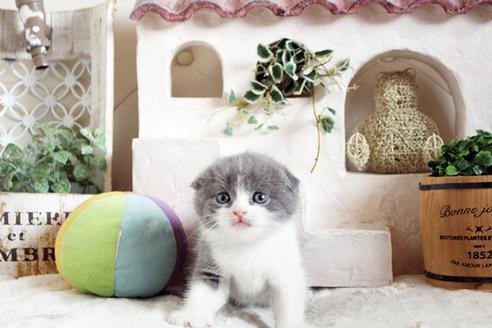 成約済の佐賀県のスコティッシュフォールド-13789の1枚目