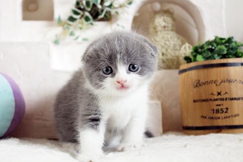 成約済の佐賀県のスコティッシュフォールド-13789の5枚目