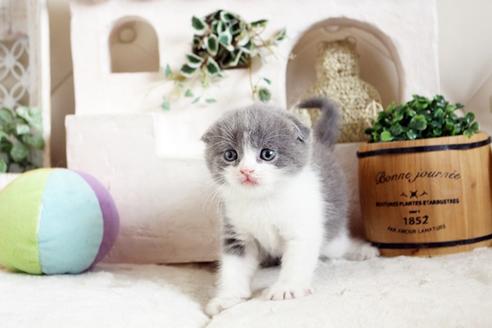 成約済の佐賀県のスコティッシュフォールド-13789の4枚目