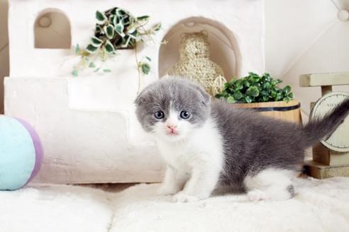 成約済の佐賀県のスコティッシュフォールド-13789の3枚目