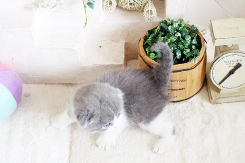 成約済の佐賀県のスコティッシュフォールド-13789の2枚目