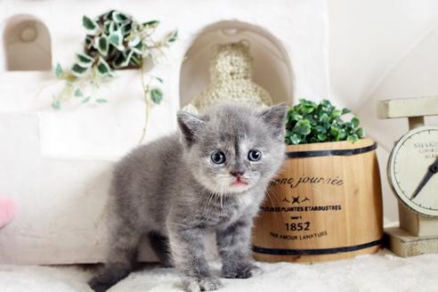 成約済の佐賀県のスコティッシュフォールド-13790の1枚目