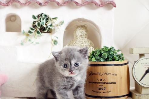 成約済の佐賀県のスコティッシュフォールド-13790の5枚目